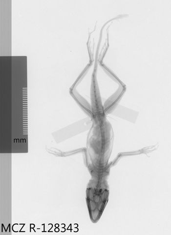 Media type: image;   Herpetology R-128343 Aspect: dorsoventral x-ray